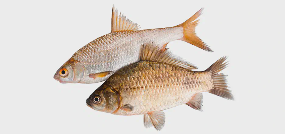 Как выбирать свежую рыбу в магазине: 6 важных правил