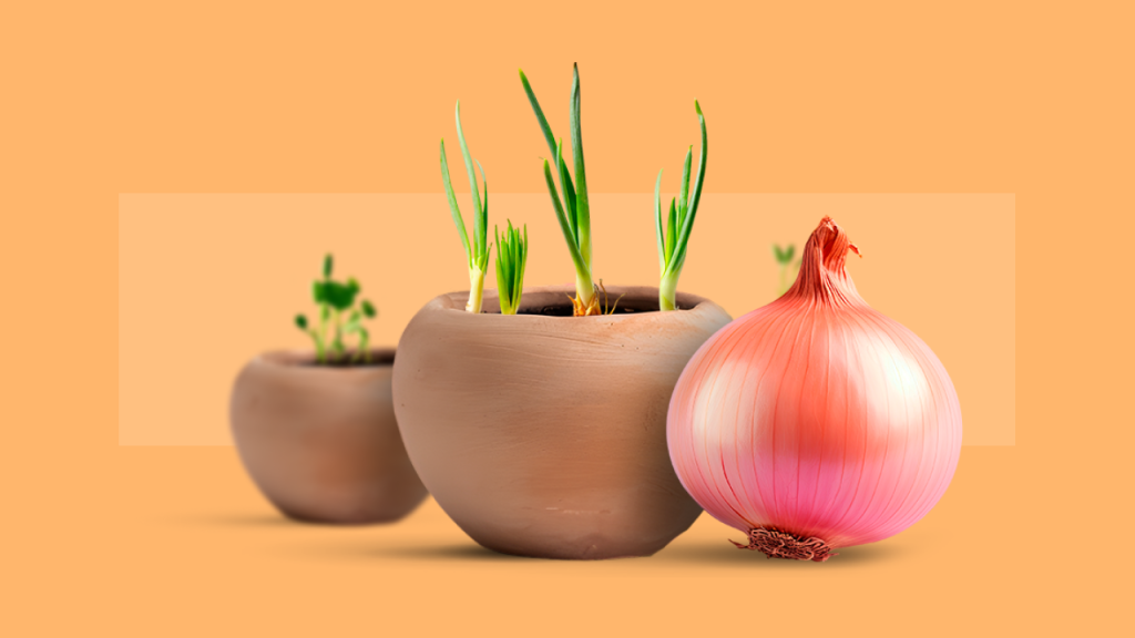 Как и когда сажать лук Эксибишен на рассаду в 2024 году сроки и